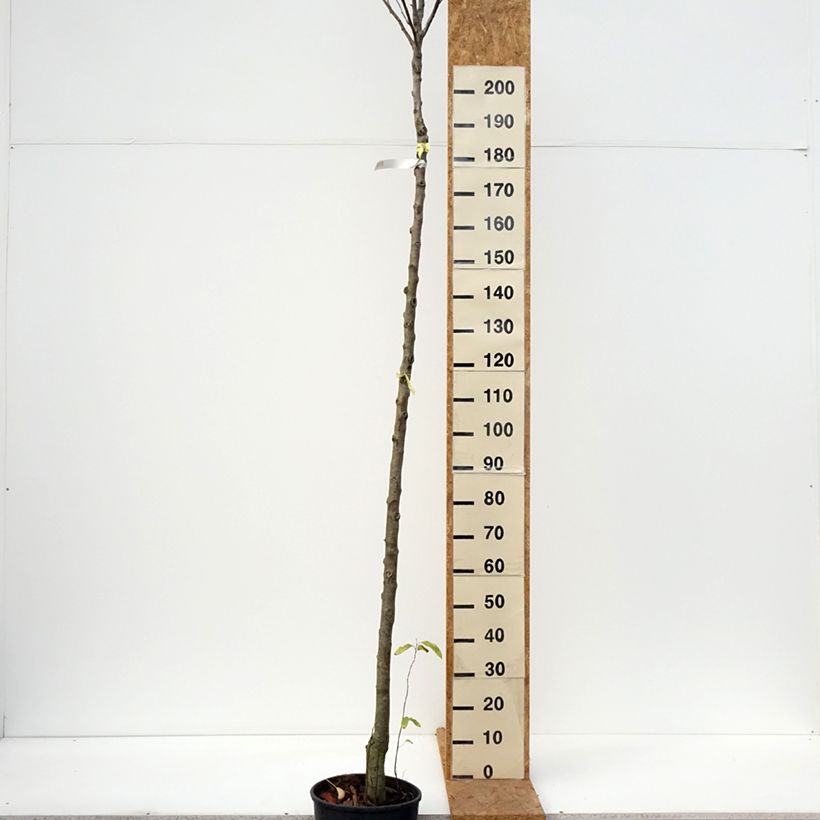 Exemplar von Birnbaum Charneux - Pyrus communis Topf mit 7,5L/10L, Hochstamm wie im Herbst geliefert