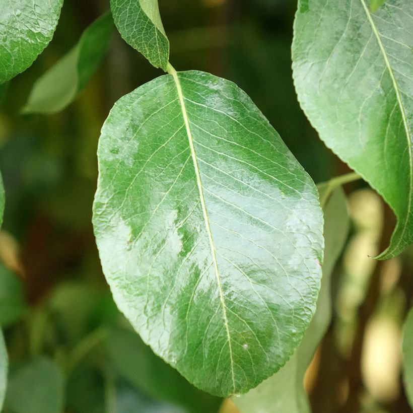 Birnbaum Clapp’s Favorite - Pyrus communis (Foliage)