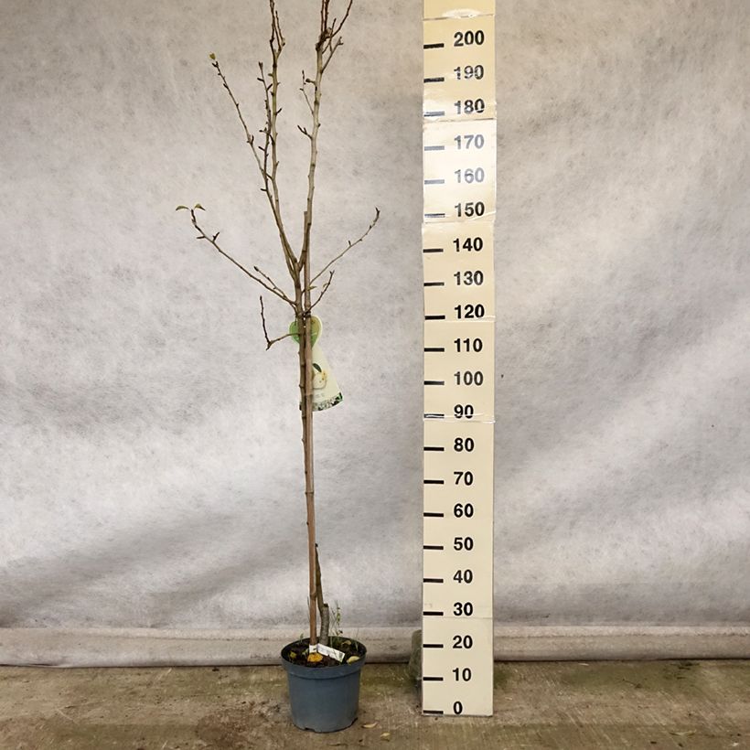 Example of Birnbaum Clapp’s Favorite - Pyrus communis Topf mit 7,5L/10L, Halbstamm as you get in automne