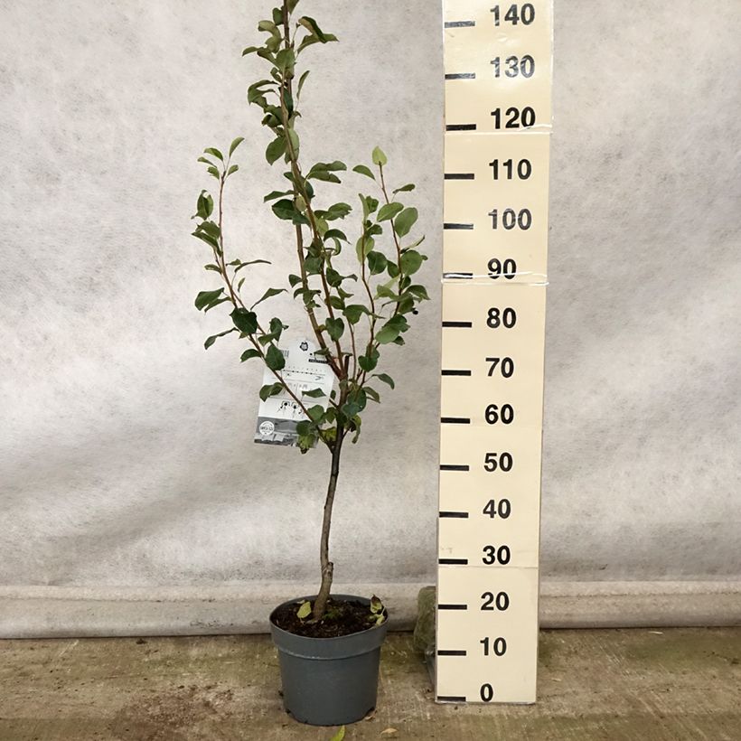Example of Säulenbirnbaum Londres - Pyrus communis Topf mit 7,5L/10L, Säulenförmig as you get in automne