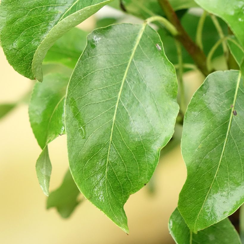 Säulenbirnbaum Londres - Pyrus communis (Foliage)