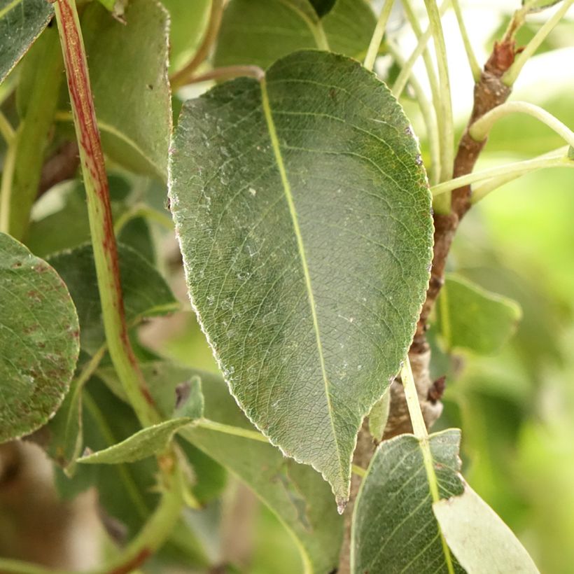 Säulenbirnbaum Obelus - Pyrus communis (Foliage)