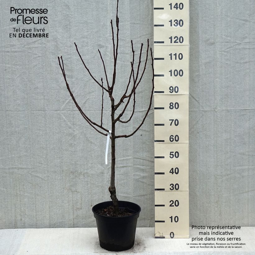 Exemplar von Birnbaum Comtesse de Paris - Pyrus communis Topf mit 7,5L/10L, Heister wie im Winter geliefert
