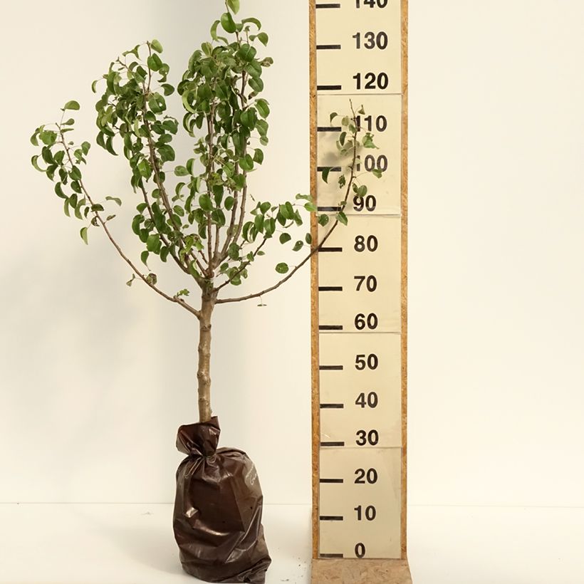 Example of Birnbaum Comtesse de Paris - Pyrus communis Plug "Fertig-zum-Pflanzen", Gobelet-Form as you get in ete