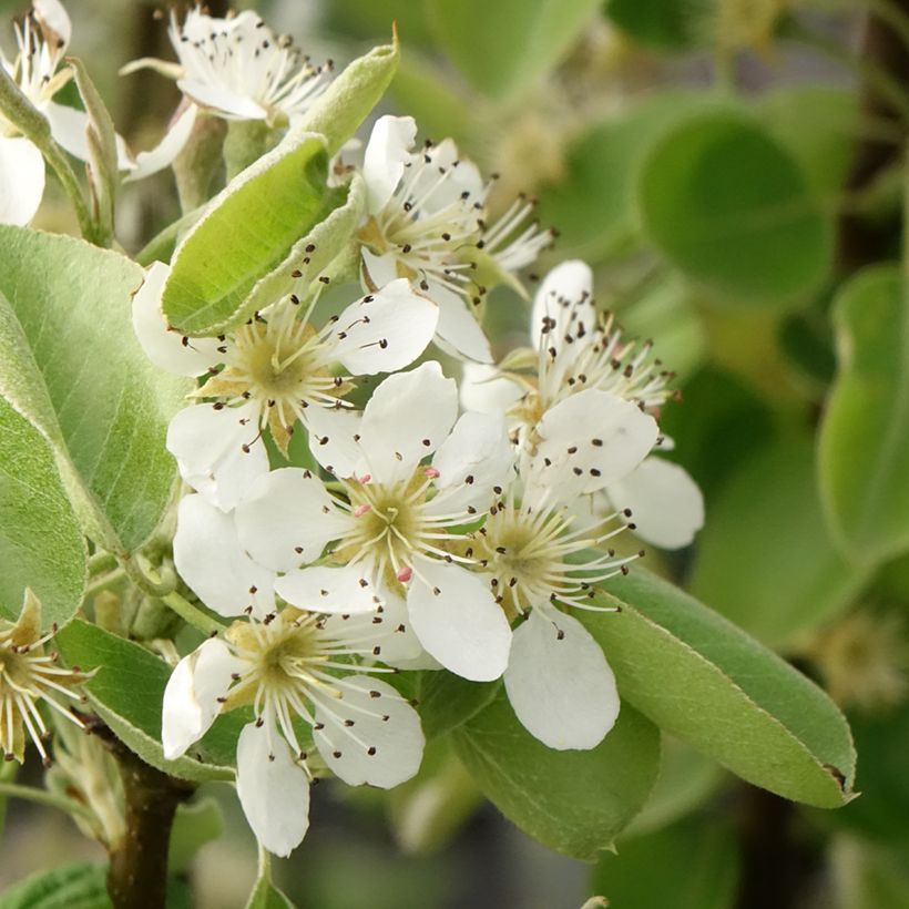 Birnbaum Comtesse de Paris - Pyrus communis (Flowering)