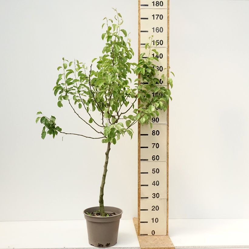 Exemplar von Birnbaum Comtesse de Paris - Pyrus communis Topf mit 7,5L/10L, Gobelet-Form wie im Frühjahr geliefert