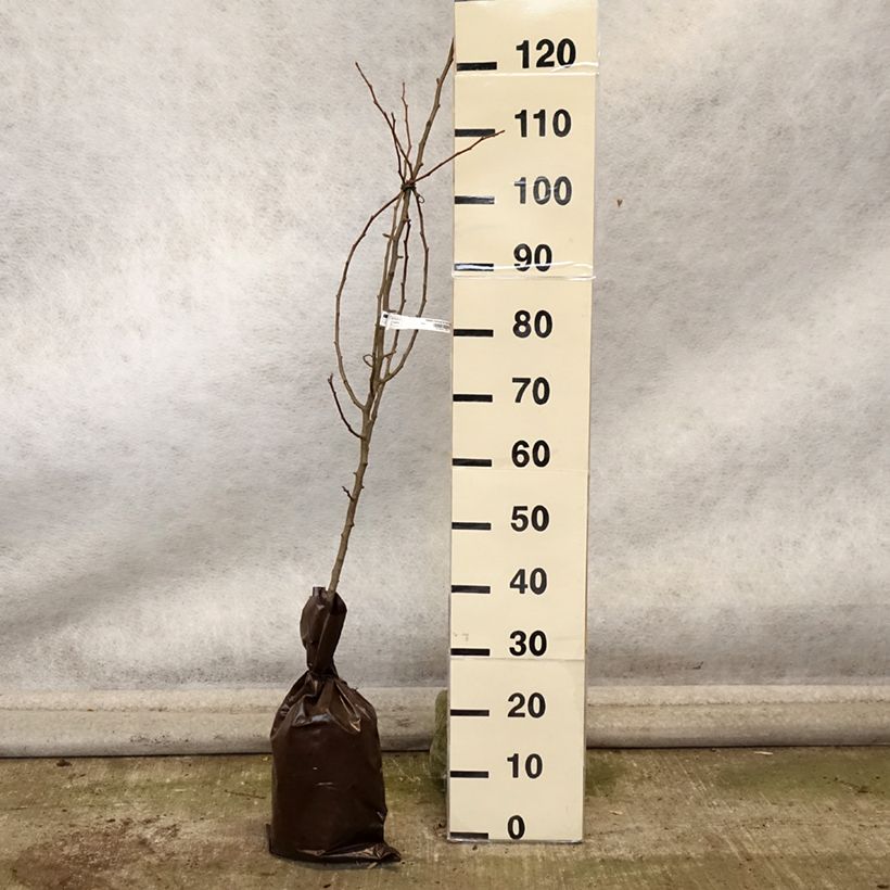 Example of Birnbaum Comtesse de Paris - Pyrus communis Plug "Fertig-zum-Pflanzen", Heister as you get in automne