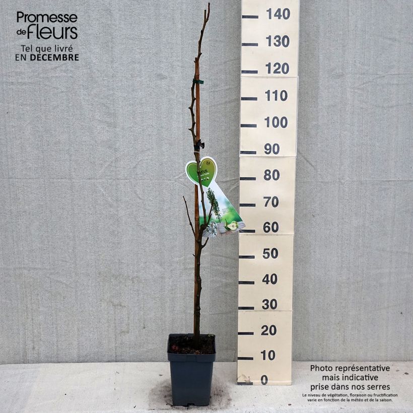 Example of Zwergbirnbaum Condo - Pyrus communis Topf mit 4L/5L, Zwergform as you get in automne