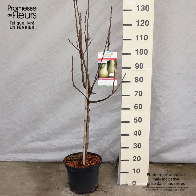 Exemplar von Birnbaum Conférence - Pyrus communis Topf mit 7,5L/10L, Gobelet-Form wie im Winter geliefert