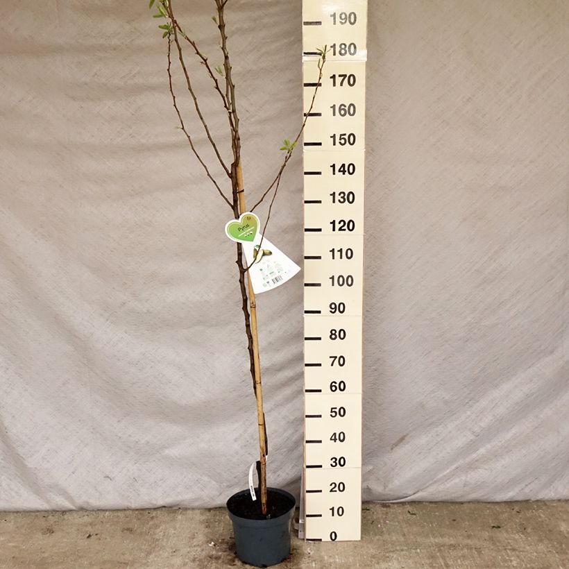 Exemplar von Birnbaum Conférence - Pyrus communis Topf mit 7,5L/10L, Gobelet-Form wie im Frühjahr geliefert