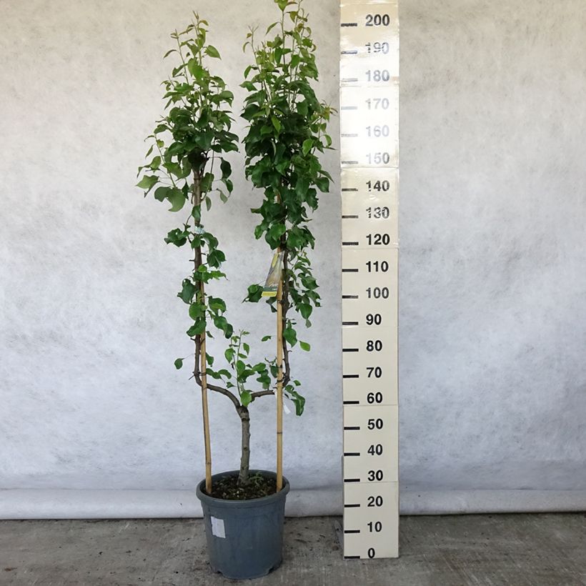 Exemplar von Birnbaum Conférence - Pyrus communis Topf mit 7,5L/10L, Spalierobst einfach U-Form wie im Sommer geliefert