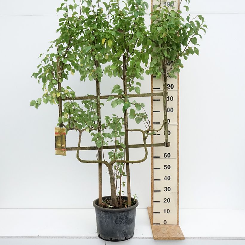 Exemplar von Birnbaum Conférence - Pyrus communis Topf mit 20L/25L, Spalierobst doppelte U-Form wie im Sommer geliefert