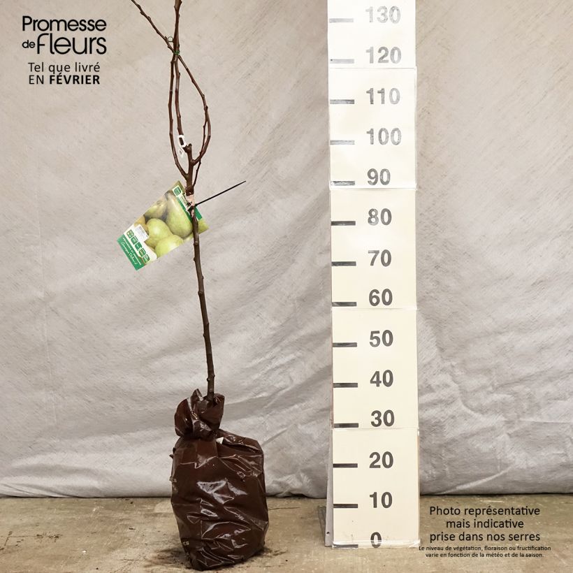 Exemplar von Birnbaum Delbard Gourmande delsavor - Pyrus communis Plug "Fertig-zum-Pflanzen", Gobelet-Form wie im Winter geliefert