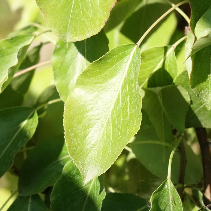 Birnbaum Delbard Gourmande delsavor - Pyrus communis (Foliage)