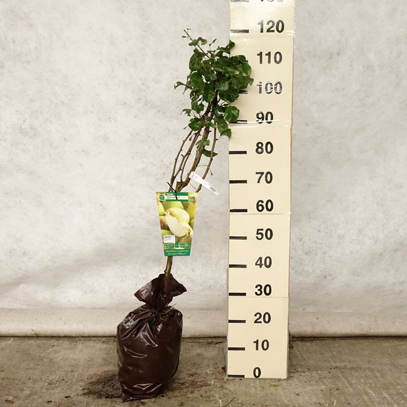 Exemplar von Birnbaum Delbardèlice 'Delété' - Pyrus communis Plug "Fertig-zum-Pflanzen", Gobelet-Form wie im Sommer geliefert