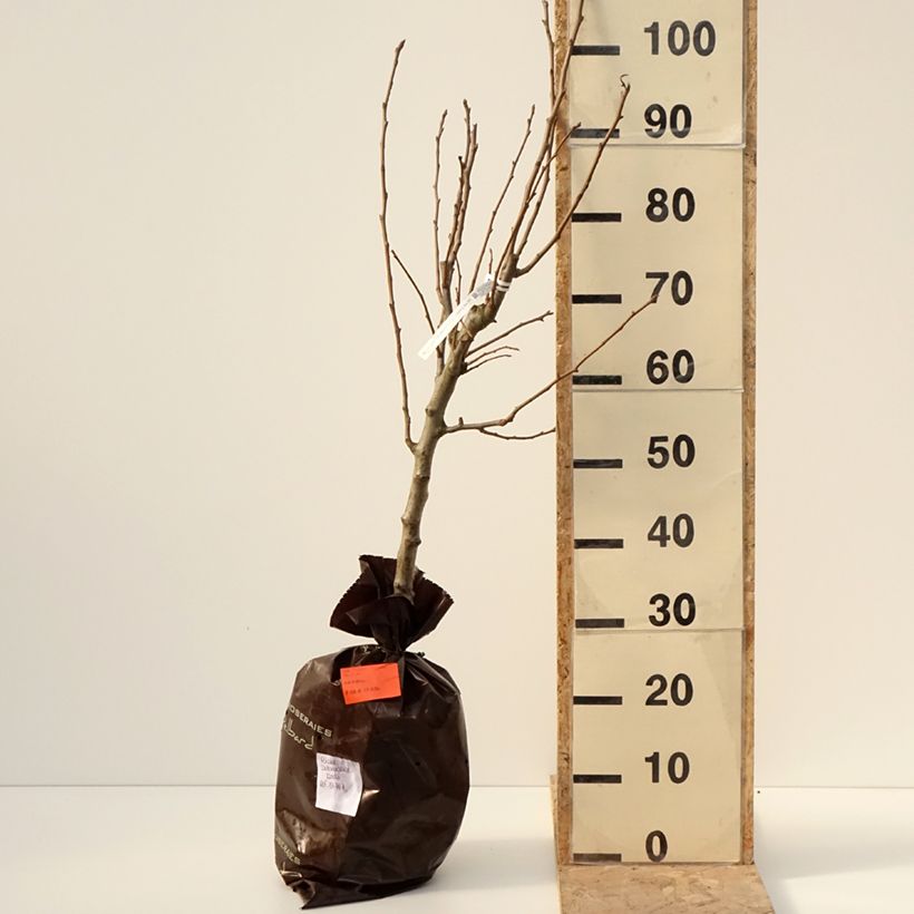 Exemplar von Birnbaum Delbardèlice 'Delété' - Pyrus communis Plug "Fertig-zum-Pflanzen", Gobelet-Form wie im Winter geliefert