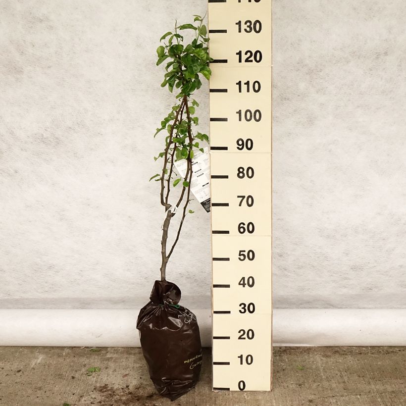 Exemplar von Birnbaum Delbardèlice 'Delété' - Pyrus communis Plug "Fertig-zum-Pflanzen", Gobelet-Form wie im Frühjahr geliefert