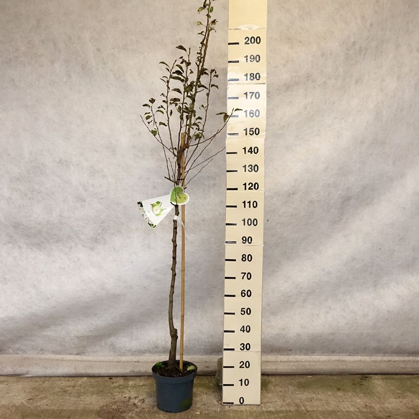 Example of Birnbaum Doyenné du Comice - Pyrus communis Topf mit 7,5L/10L, Halbstamm as you get in automne