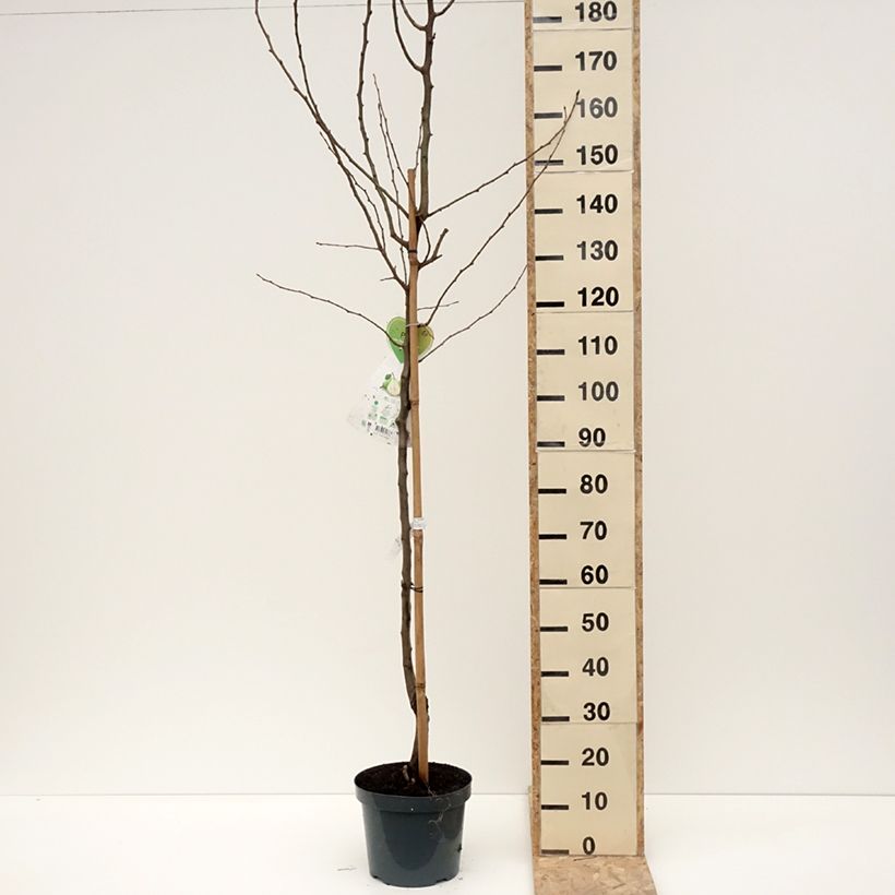 Exemplar von Birnbaum Doyenné du Comice - Pyrus communis Topf mit 7,5L/10L, Halbstamm wie im Winter geliefert