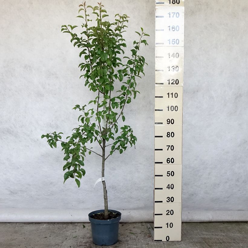 Exemplar von Birnbaum Doyenné du Comice - Pyrus communis Topf mit 7,5L/10L, Gobelet-Form wie im Sommer geliefert