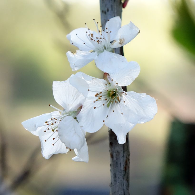 Birnbaum Doyenné du Comice - Pyrus communis (Flowering)