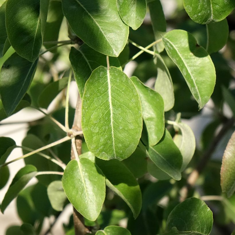 Birnbaum Dubbele Philip - Pyrus communis (Foliage)