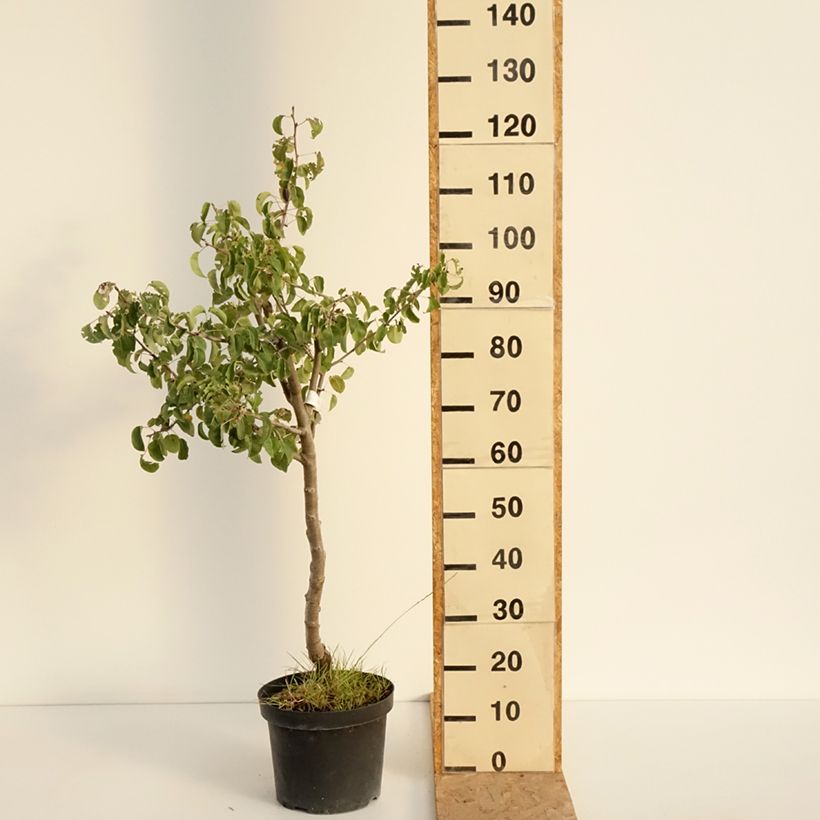Example of Birnbaum Dubbele Philip - Pyrus communis Topf mit 7,5L/10L, Halbstamm as you get in ete