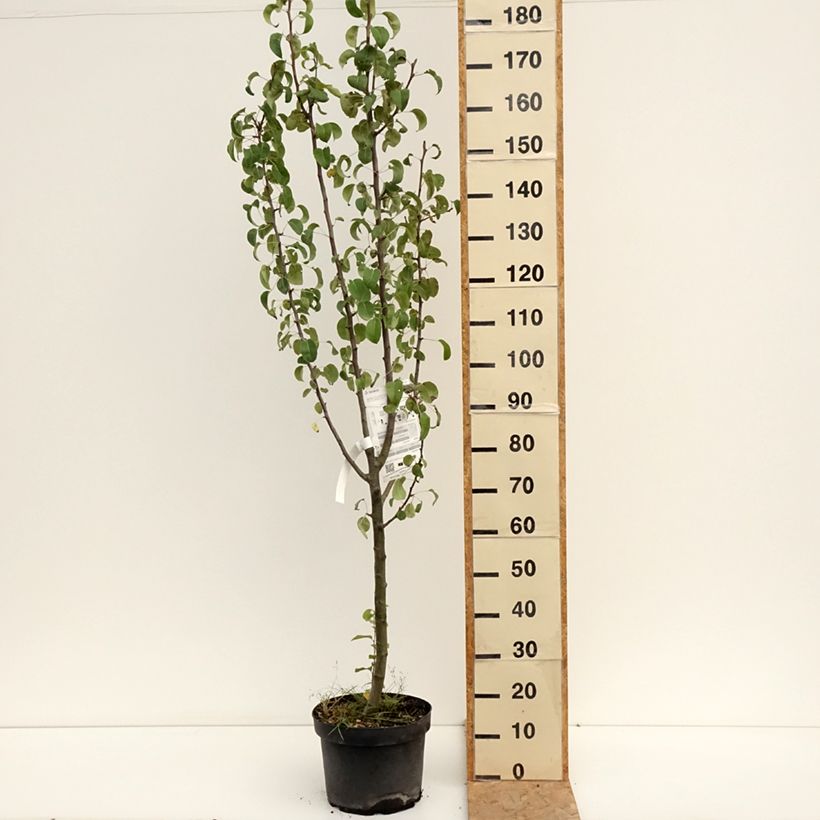 Exemplar von Birnbaum Duchesse d'Angouleme - Pyrus communis Topf mit 7,5L/10L, Gobelet-Form wie im Sommer geliefert