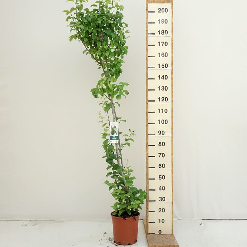 Exemplar von Birnbaum Conference und Williams Duo Topf mit 7,5L/10L wie im Sommer geliefert