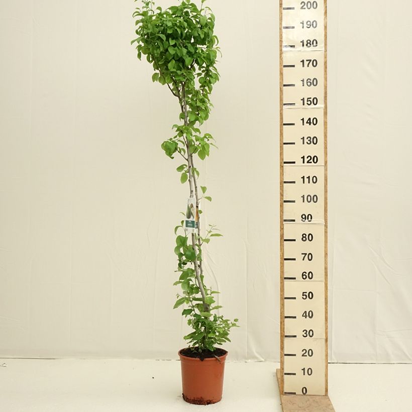 Exemplar von Birnbaum Conference und Williams Duo Topf mit 7,5L/10L wie im Frühjahr geliefert