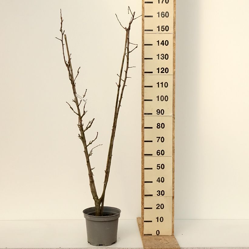 Example of Birnbaum Duo - Pyrus communis Topf mit 7,5L/10L as you get in hiver