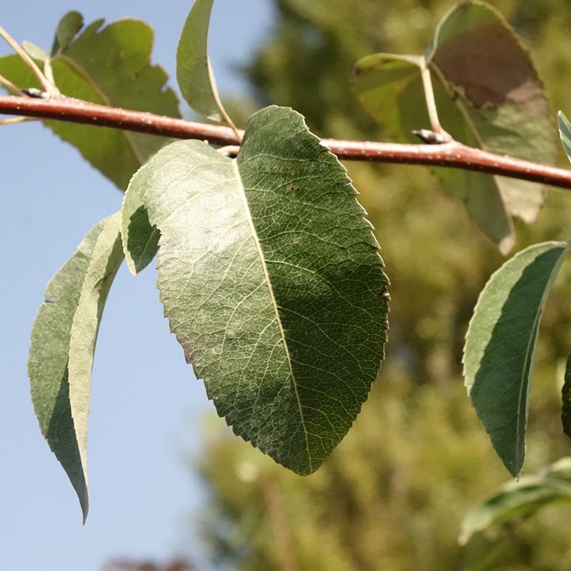 Birnbaum Durondeau - Pyrus communis (Foliage)