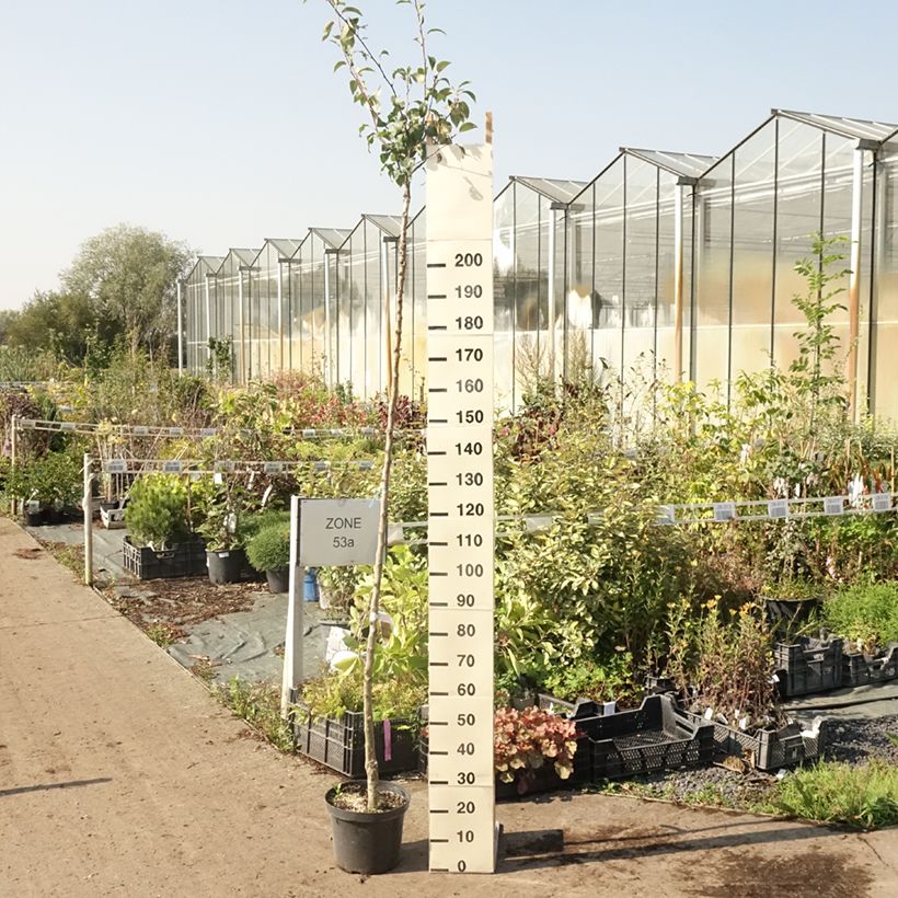 Example of Birnbaum Durondeau - Pyrus communis Topf mit 7,5L/10L, Hochstamm as you get in ete