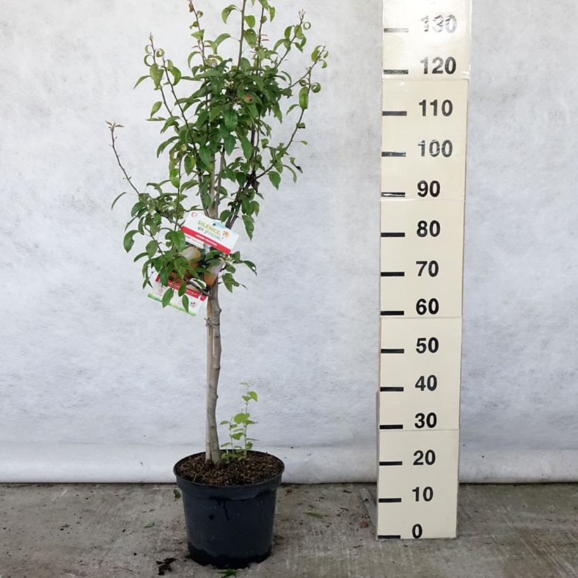 Exemplar von Birnbaum Epine du Mas (syn. Duc de Bordeaux) - Pyrus communis Topf mit 7,5L/10L, Gobelet-Form wie im Sommer geliefert