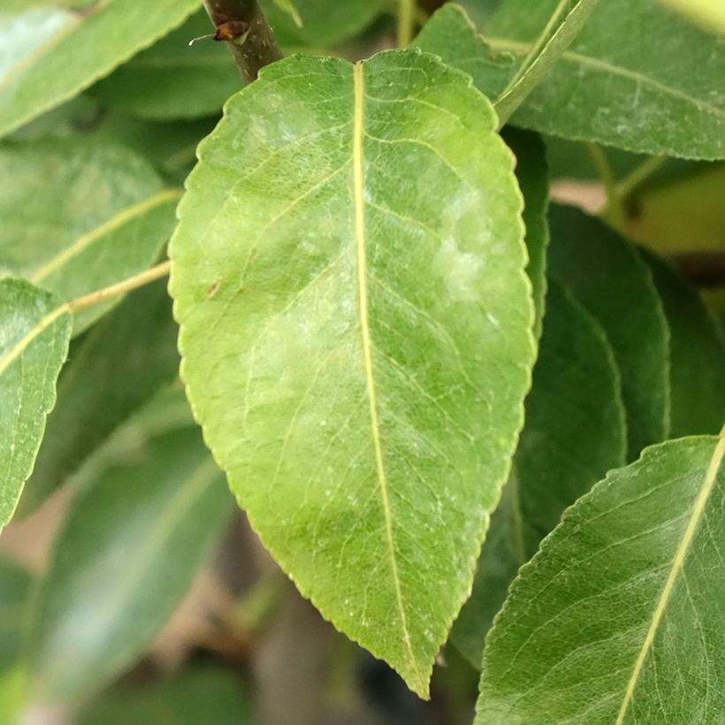 Birnbaum Epine du Mas (syn. Duc de Bordeaux) - Pyrus communis (Foliage)