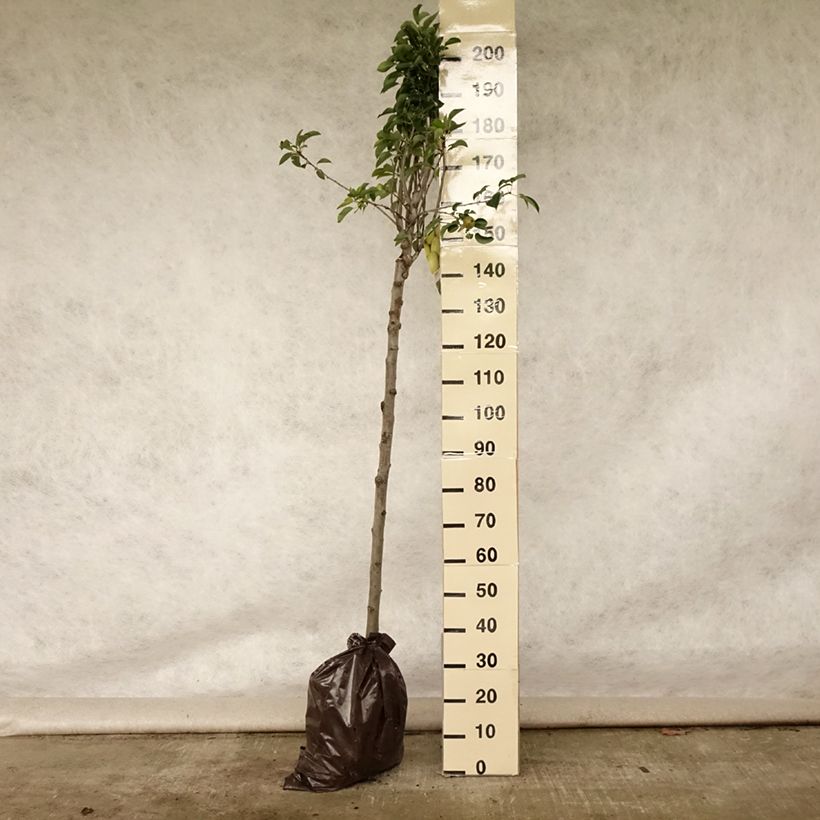 Exemplar von Birnbaum Fertilia Delbard Delwilmor - Pyrus communis Plug "Fertig-zum-Pflanzen", Halbstamm wie im Sommer geliefert