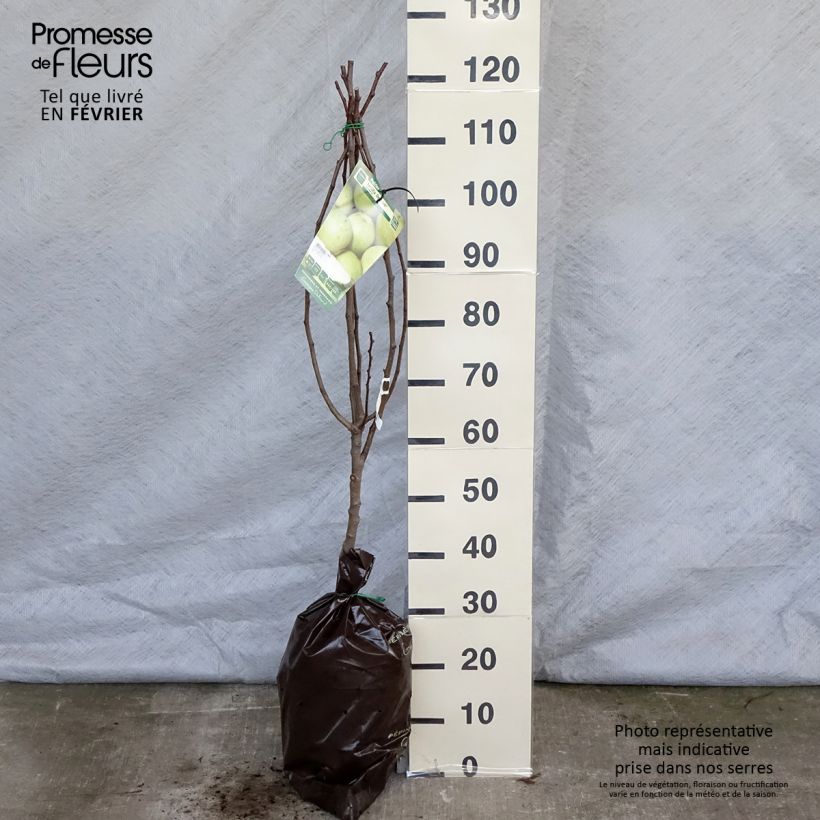 Exemplar von Birnbaum Fertilia Delbard Delwilmor - Pyrus communis Plug "Fertig-zum-Pflanzen", Gobelet-Form wie im Winter geliefert