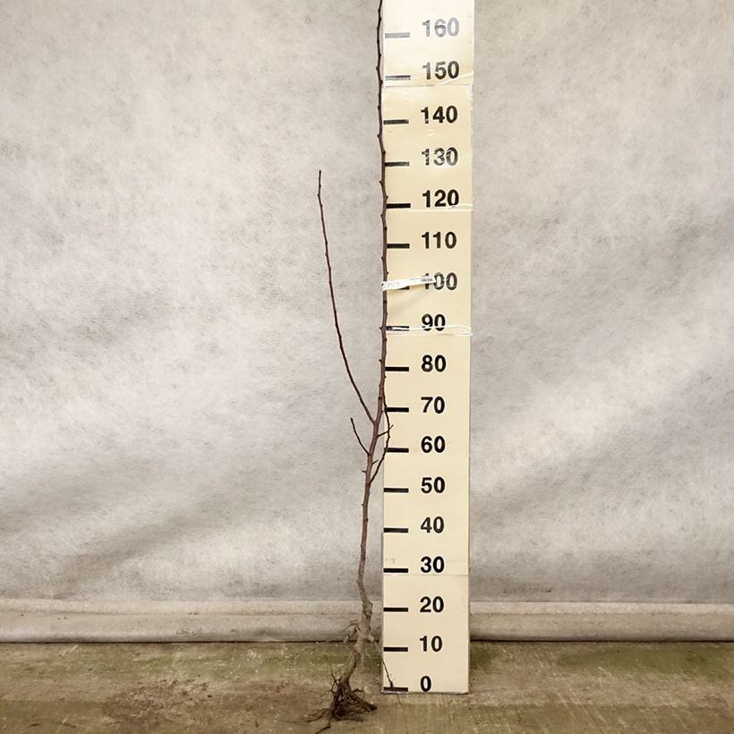Example of Birnbaum Fertilia Delbard Delwilmor - Pyrus communis Wurzelnackt, Heister as you get in automne
