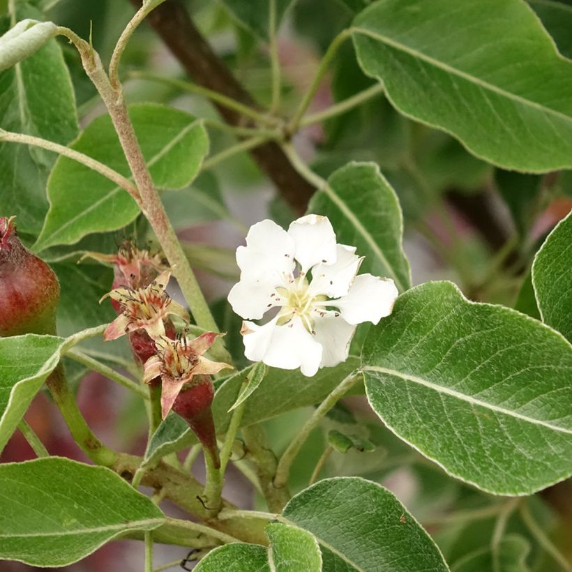 Birnbaum General Leclerc - Pyrus communis (Flowering)
