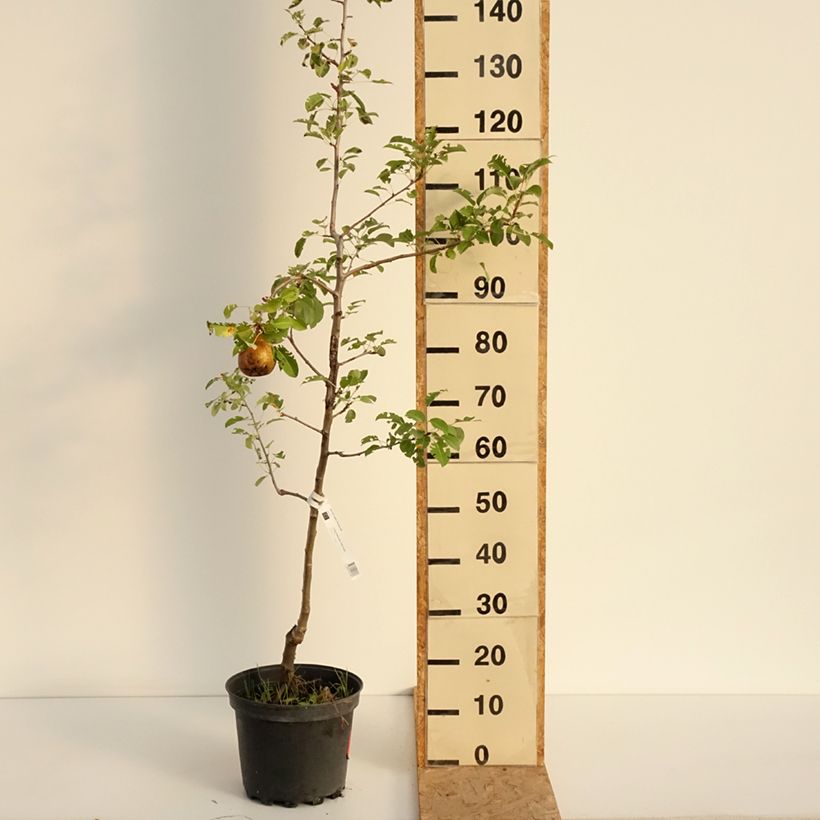 Example of Birnbaum General Leclerc - Pyrus communis Topf mit 7,5L/10L, Heister as you get in ete