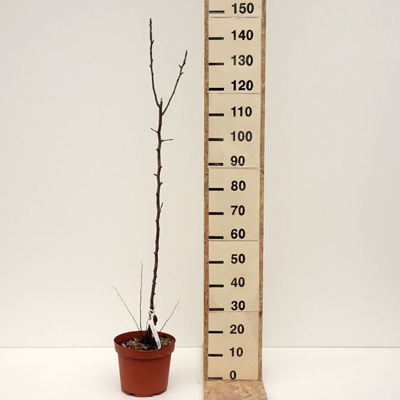 Example of Birnbaum Jules Guyot - Pyrus communis Topf mit 7,5L/10L, Heister as you get in hiver