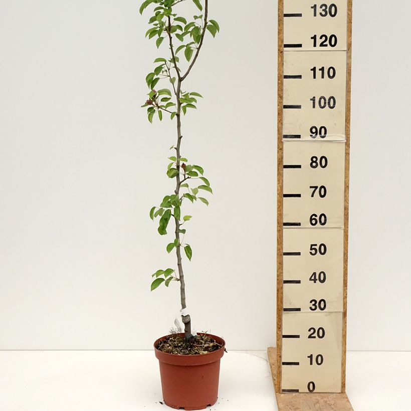 Exemplar von Birnbaum Jules Guyot - Pyrus communis Topf mit 7,5L/10L, Heister wie im Frühjahr geliefert