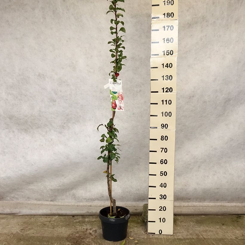 Example of Säulenbirnbaum Moscou - Pyrus communis Topf mit 7,5L/10L, Säulenförmig as you get in automne