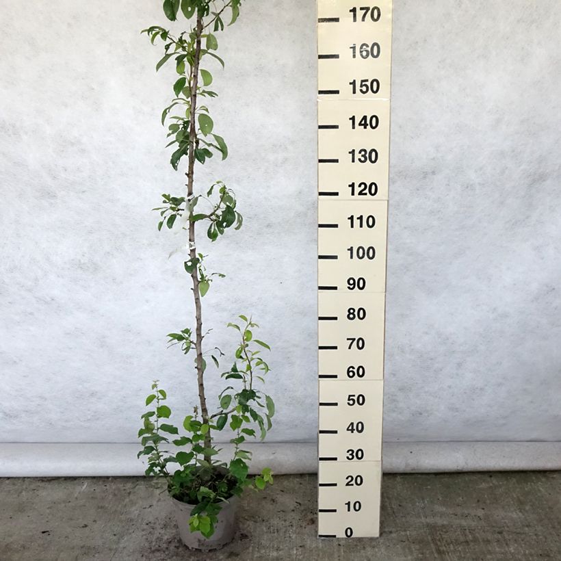 Exemplar von Säulenbirnbaum Moscou - Pyrus communis Topf mit 7,5L/10L, Säulenförmig wie im Sommer geliefert