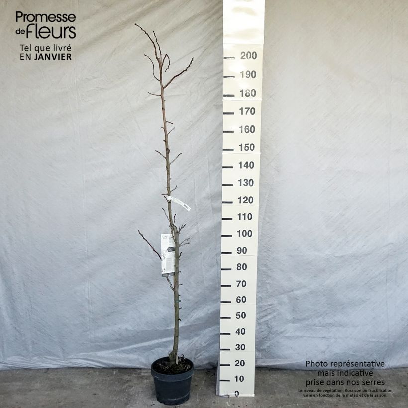 Exemplar von Säulenbirnbaum Moscou - Pyrus communis Topf mit 7,5L/10L, Säulenförmig wie im Winter geliefert