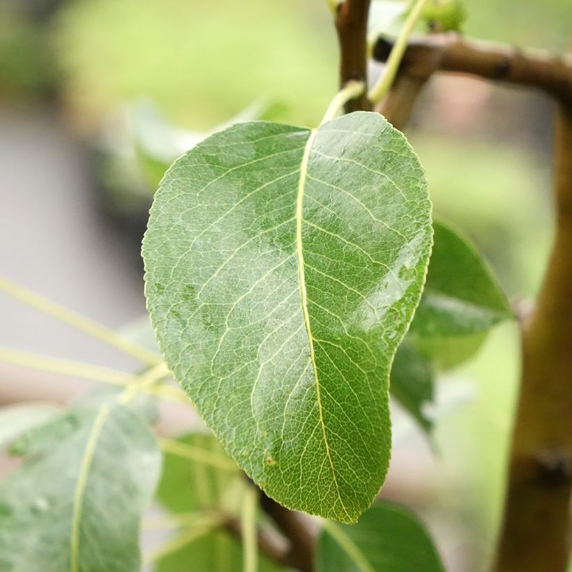 Säulenbirnbaum Moscou - Pyrus communis (Foliage)