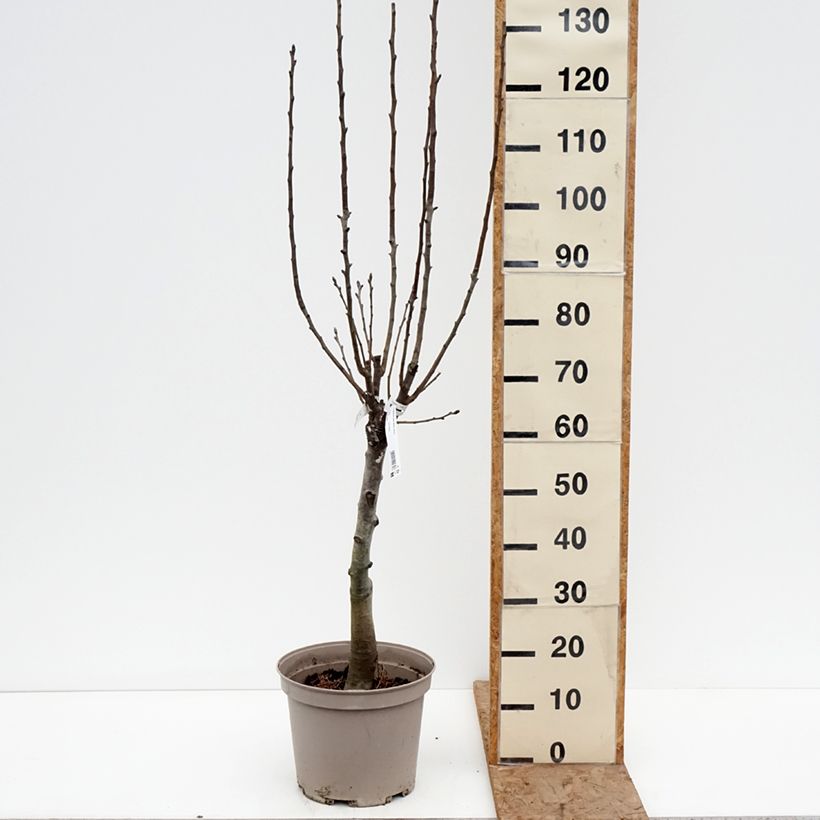 Exemplar von Zwergbirnbaum Belle Helene - Pyrus communis Topf mit 7,5L/10L, 1/4 Stängel wie im Winter geliefert