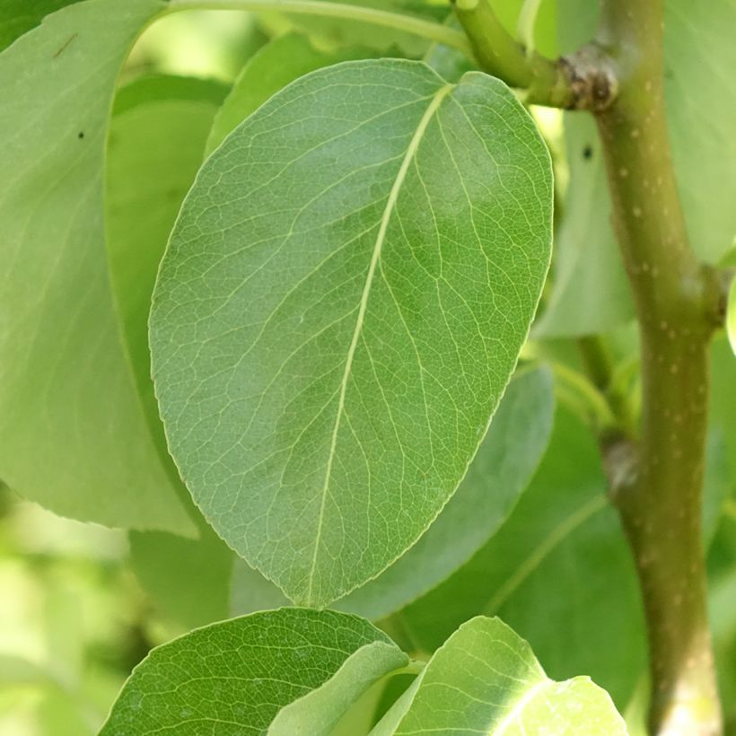 Zwergbirnbaum Condo - Pyrus communis (Foliage)