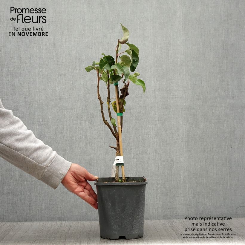 Example of Zwergbirnbaum Fruit Me Pear Me Conférence - Pyrus communis Topf mit 4L/5L, Zwergform as you get in automne