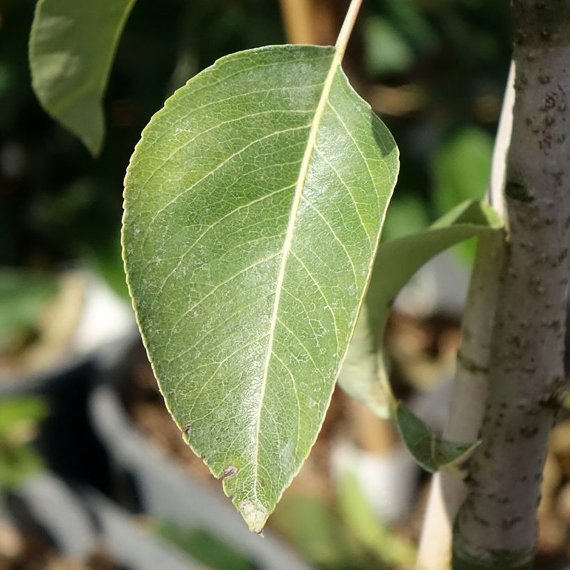 Zwergbirnbaum Fruit Me Pear Me Conférence - Pyrus communis (Foliage)
